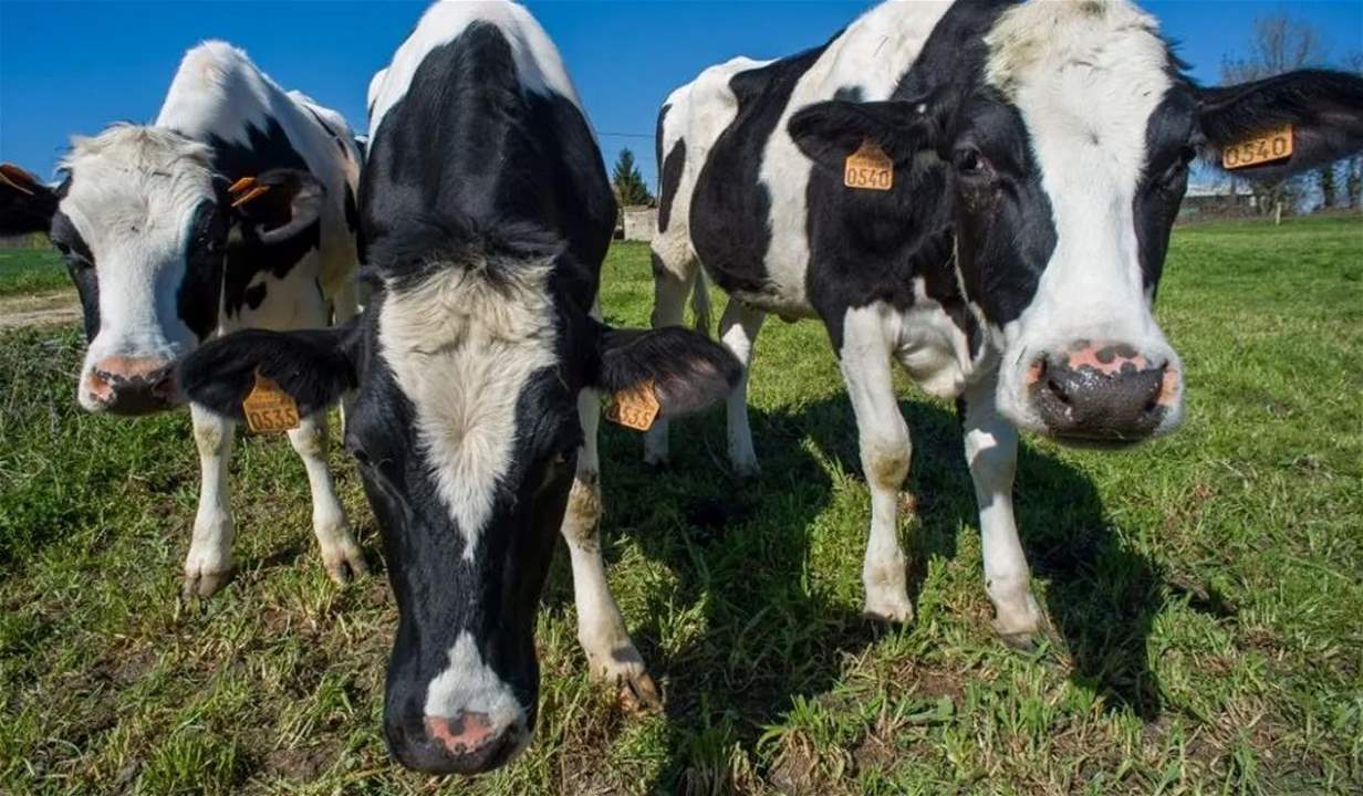  كندا تشدد قيود إستيراد الماشية الأميركية.. ما السبب؟ 
