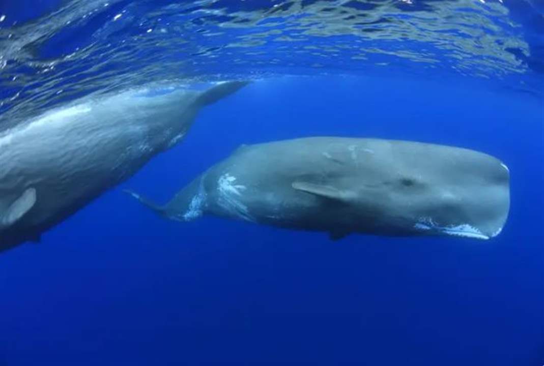 شبيهة بأصوات البشر.. دراسة تكشف طريقة تواصل الحيتان!