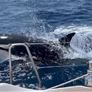 "الحيتان القاتلة" تغرق يختاً في مضيق جبل طارق 