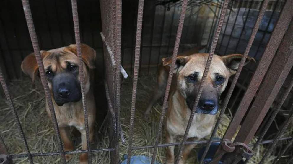 دولة آسيوية تسعى لسنّ قانون يحظر أكل الكلاب