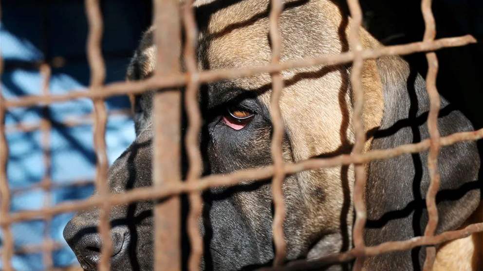  إقرار قانون "تاريخي" بشأن أكل لحم الكلاب في كوريا الجنوبية