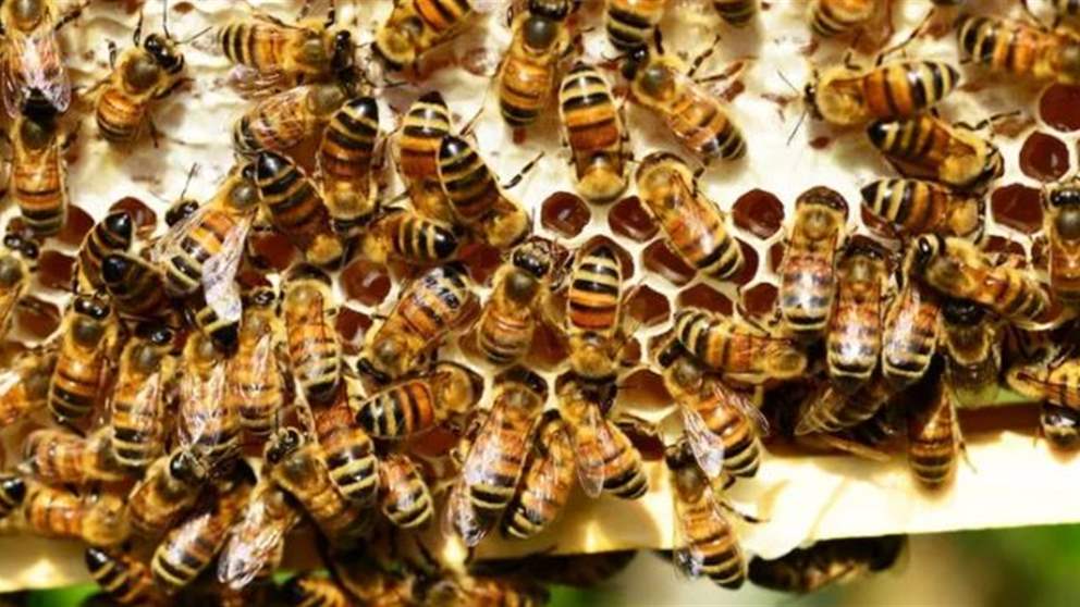 نفوق 3 ملايين نحلة ...  الخبراء يكشفون عن سبب غامض