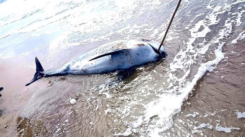 العثور على أحد الحيتان النافقة على الشاطئ العكاري