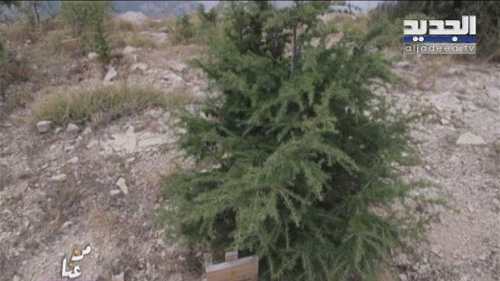 من عنا - بنك بيبلوس - من أهدن غابة للنجوم تحمل كل شجرة فيها اسم فنان... كي يبقى لبنان في القلب