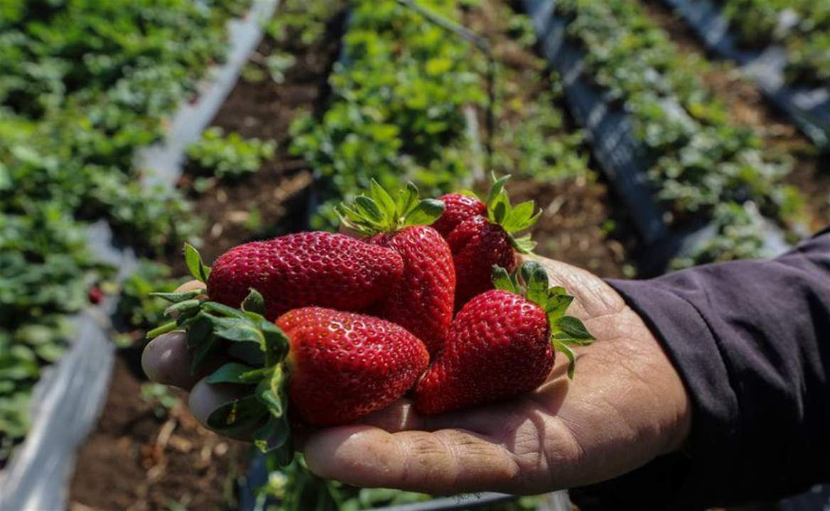 العاصفة تحرم لبنان من موسم "الفراولة" البلدي