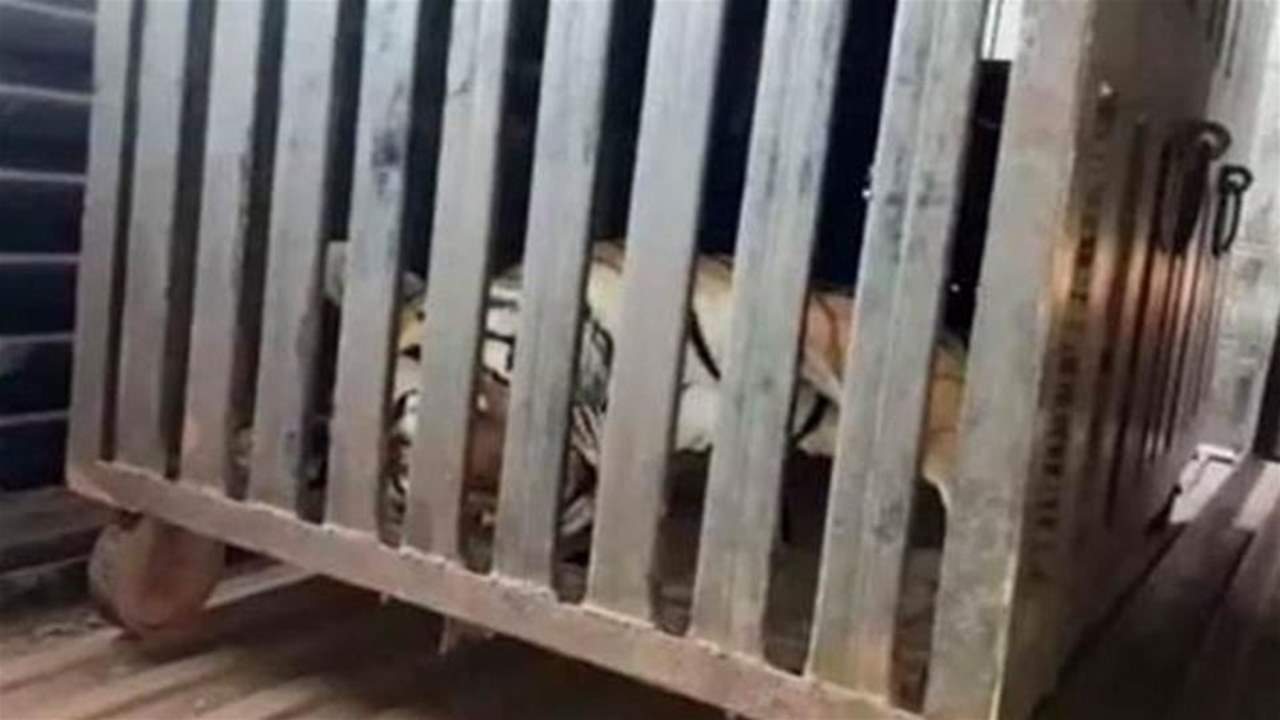 قتل نمرة إلتهمت 13 شخصاً وأثارت الذعر بين الناس