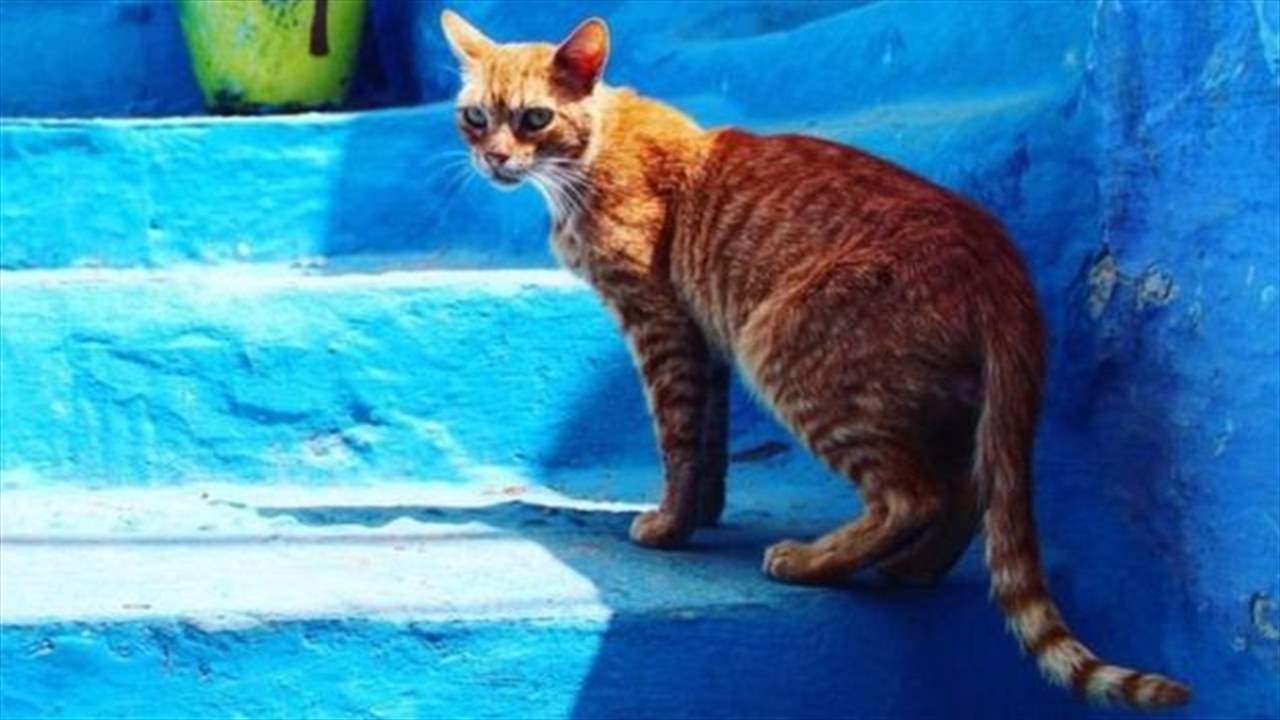 قط يتسبب بوفاة سائح في المغرب