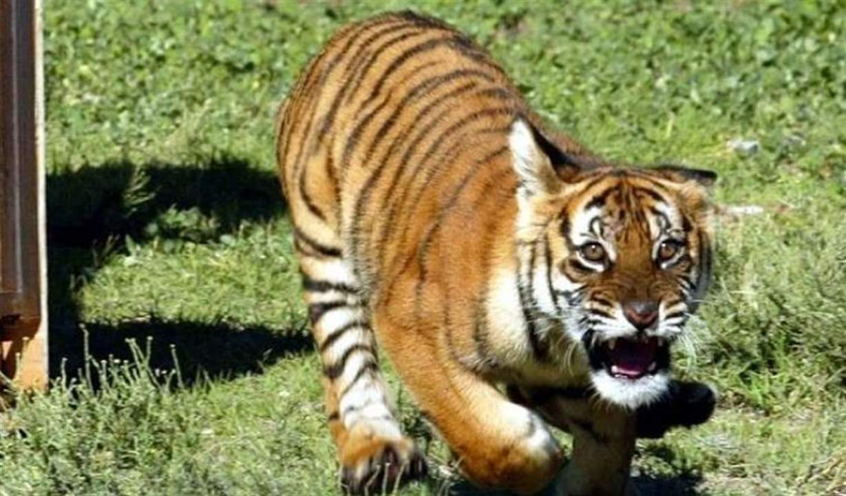 بالفيديو - نمر يلاحق السياح في الهند أثناء رحلة سفاري! 