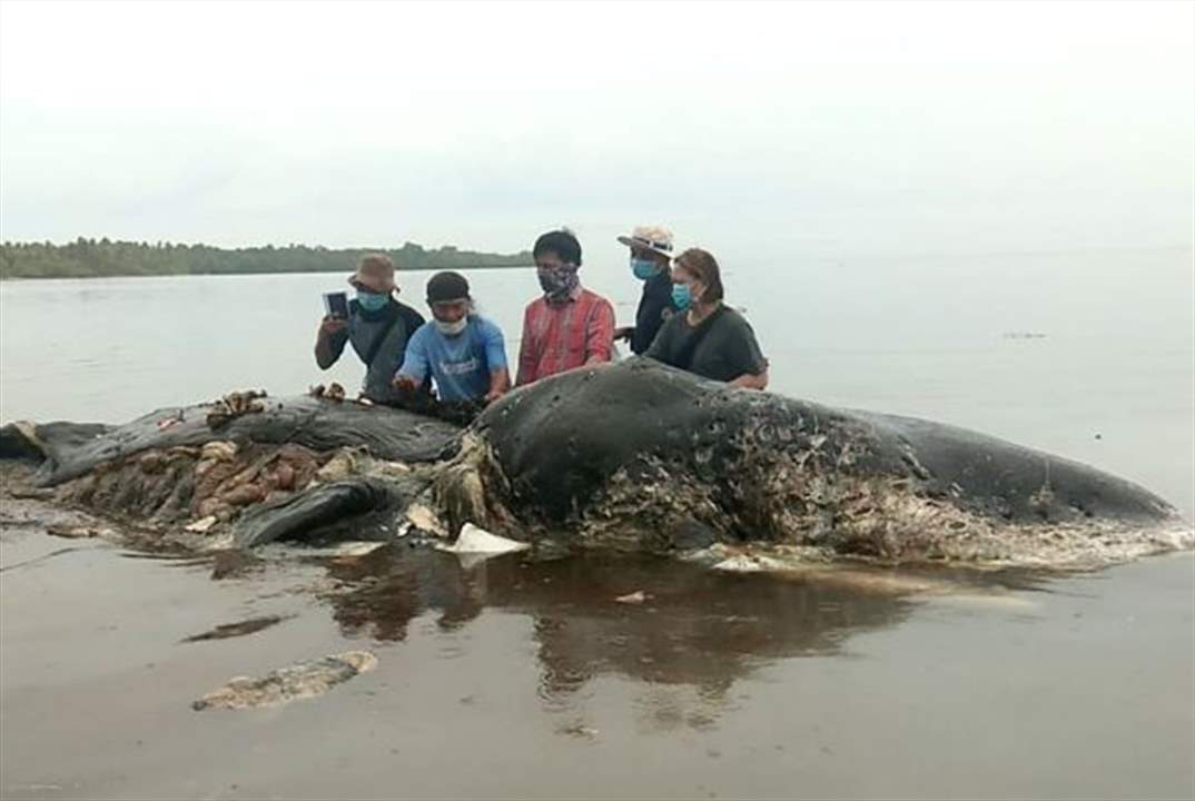 العثور على 6 كيلو نفايات في معدة حوت!