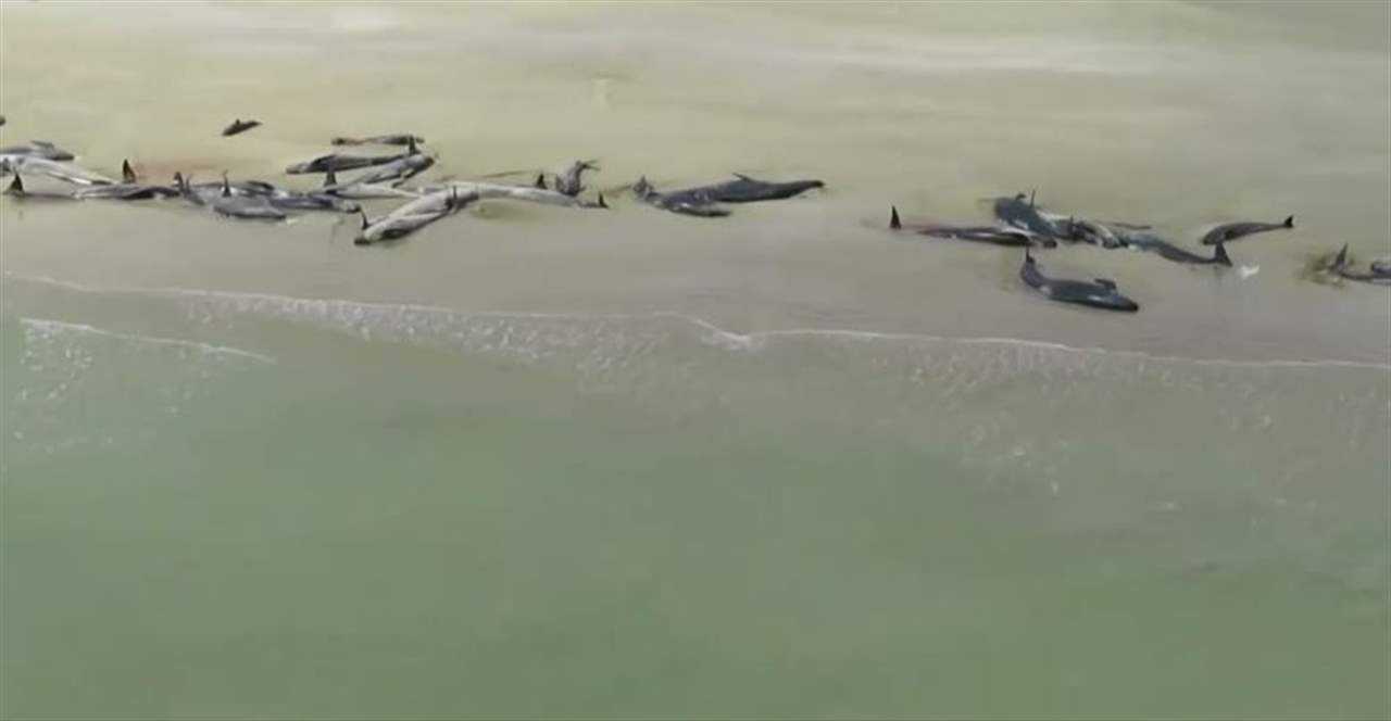 نيوزيلندا تتخذ قرارا بقتل عشرات الحيتان! 