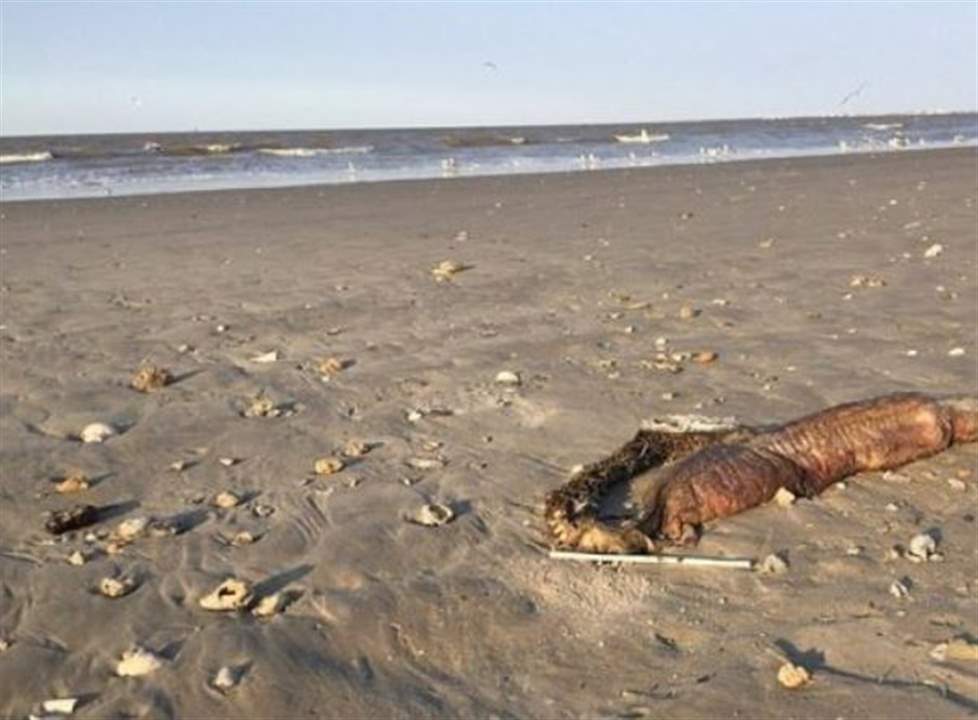 بالصور - مخلوق غامض على الشواطئ يثير الرعب يُحيّر السكان! 