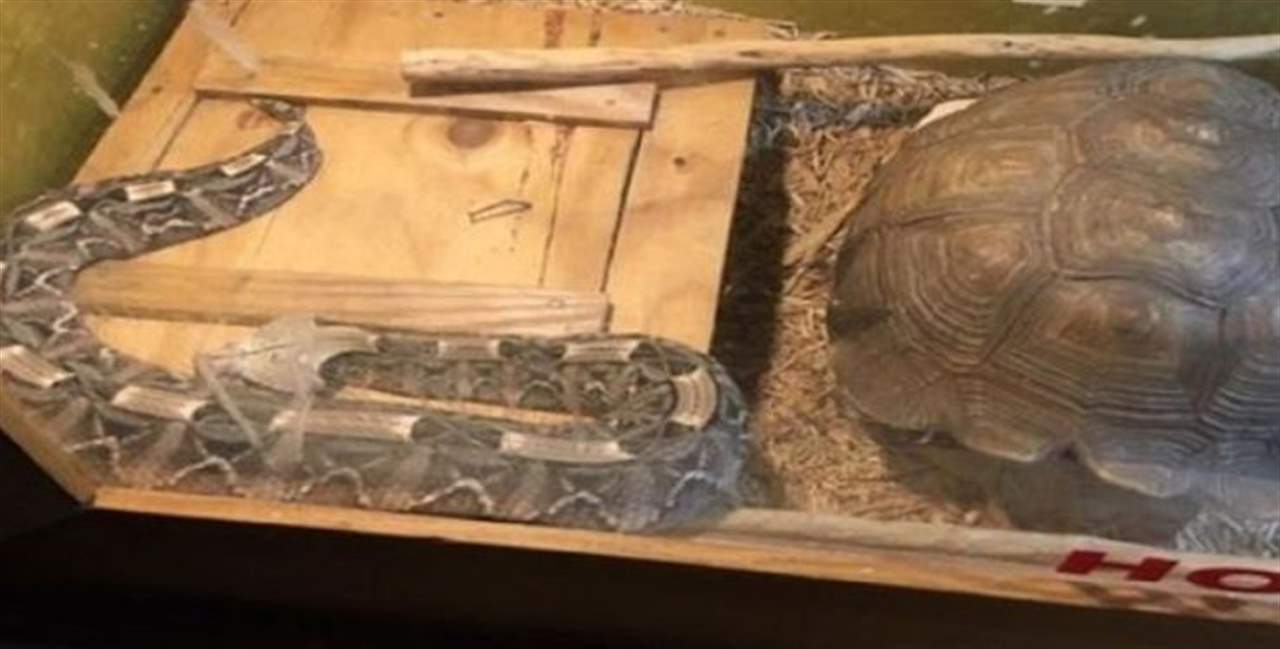 بالصور - رجل يحفظ الأفاعي السامة في غرفة طفله الرضيع.. وهذا حلّ به! 