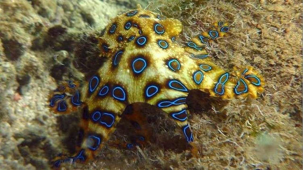 بالفيديو- تلقى هدية من طفلته كادت ان تودي بحياته!