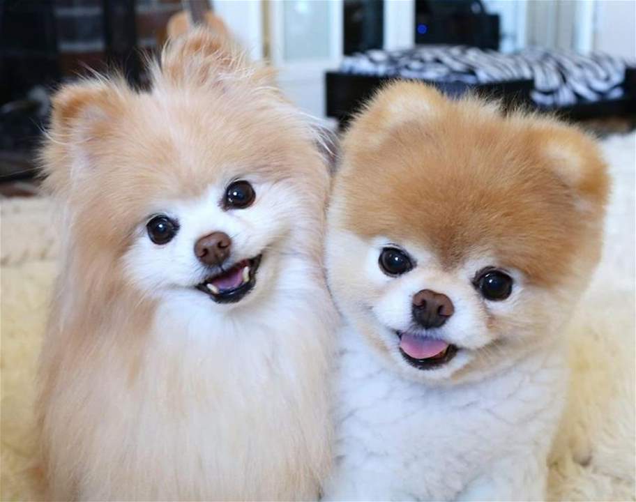 بالصور… وفاة "ألطف" كلب في العالم بسبب الحزن!