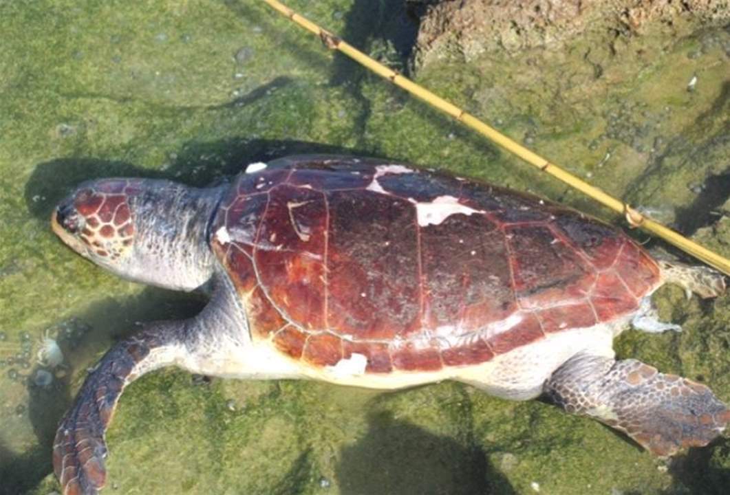 العثور على سلحفاة معمرة نافقة في الميناء - طرابلس! 