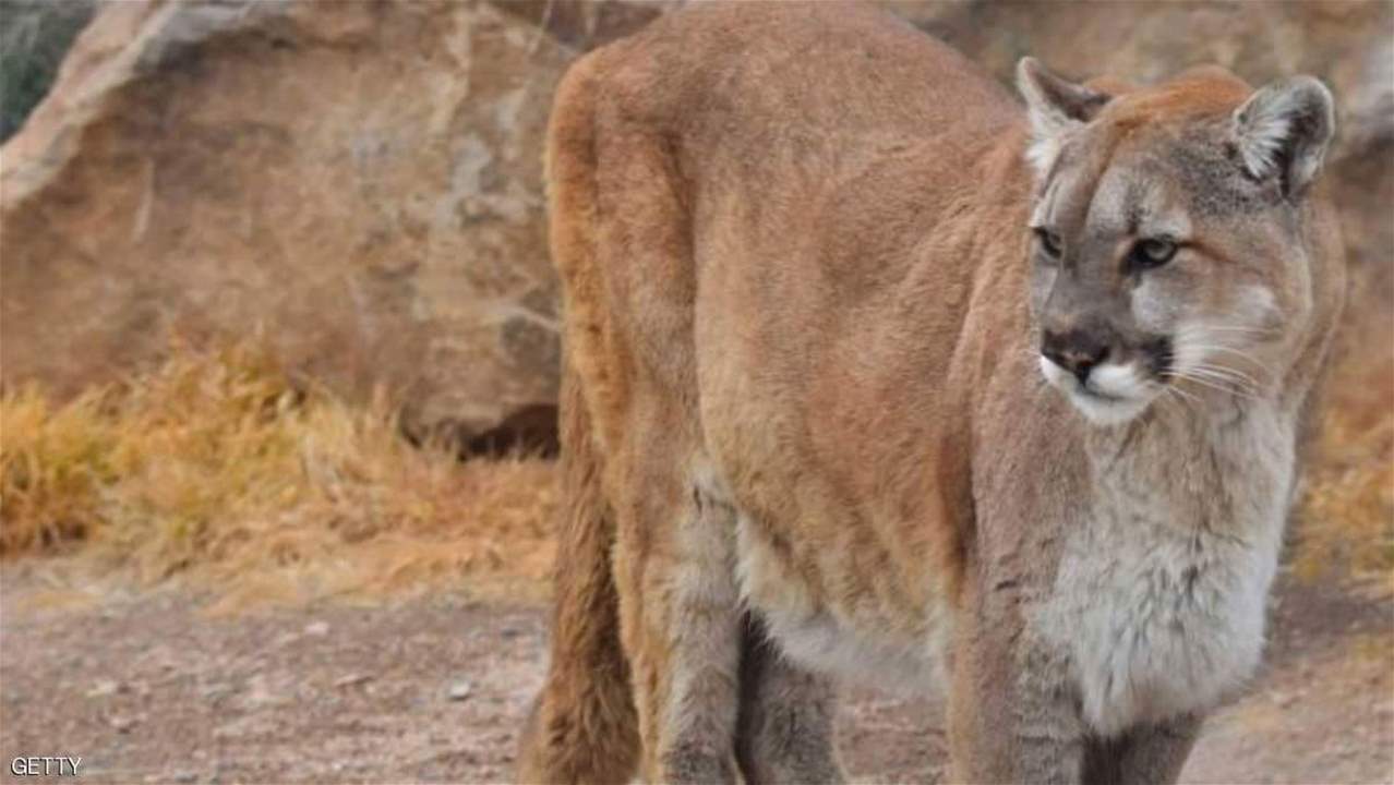 بالصورة - ثلاثيني يقتل أسداً بيديه... ويروي تفاصيل الحادثة!