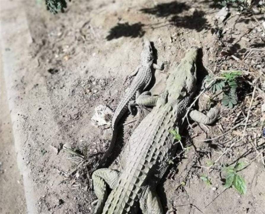 بالصور - تماسيح تتجوّل في أحد شوارع القاهرة وتثير الذعر بين المواطنين 