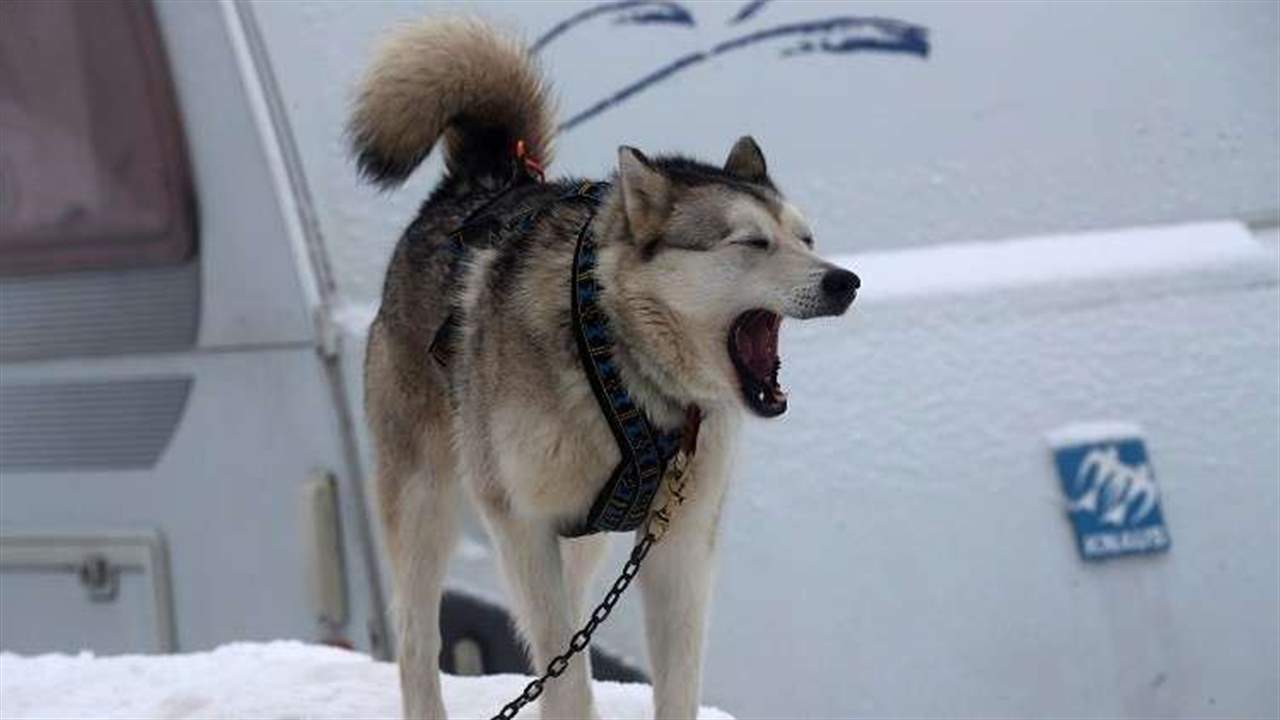 حادثة مروّعة... كلب يهاجم طفلاً ويمزّق ذراعه!