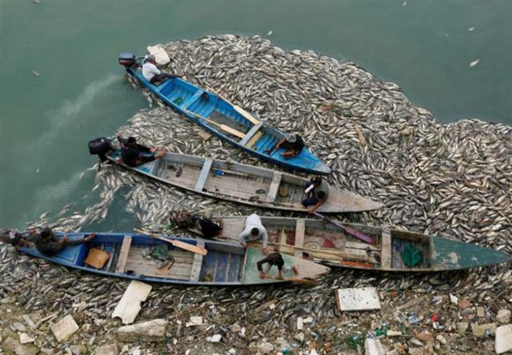 بعد موت ملايين الأسماك... الكشف عن حقيقة ما حصل في العراق!