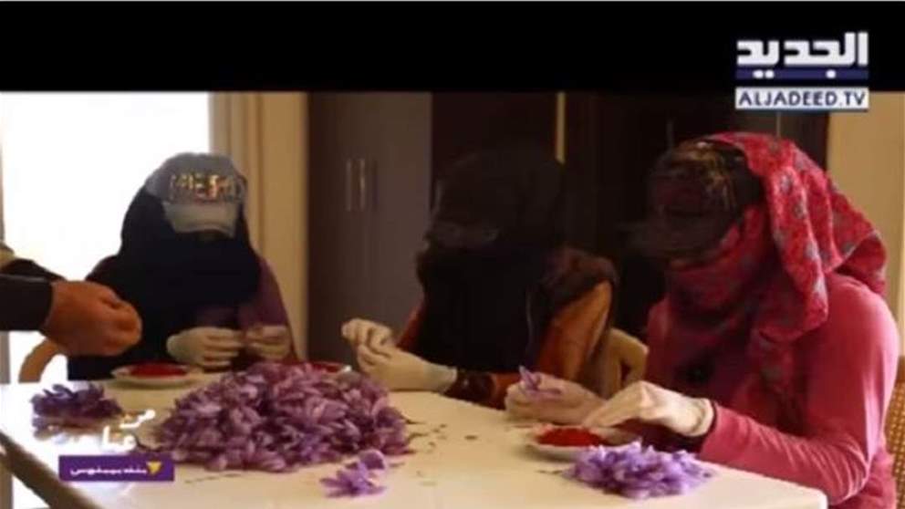 "من عنا" – بنك بيبلوس: من البقاع.. الزعفران مشروع زراعة بديلة لإحياء المنطقة