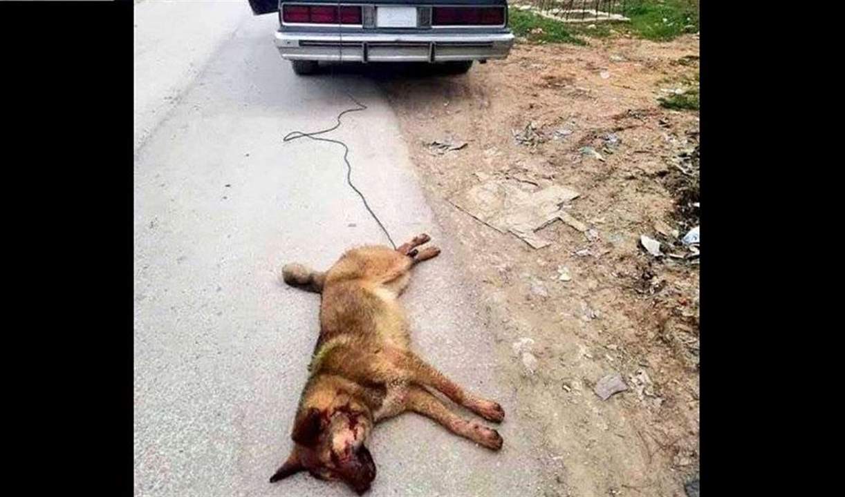 صورة موجعة: ربطوا الكلب بالسّيّارة في البقاع وجرّوه حتّى مات! 