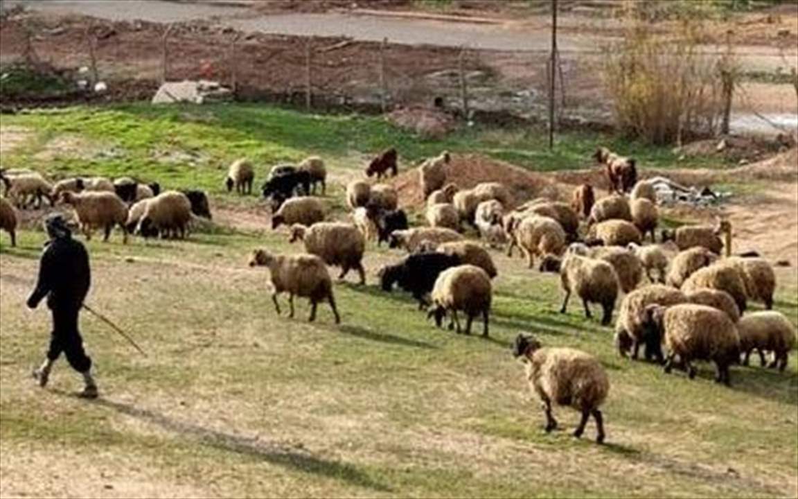 اشتباكات وتهديدات متبادلة في السويداء بسبب خلاف على  "رعي الأغنام"!