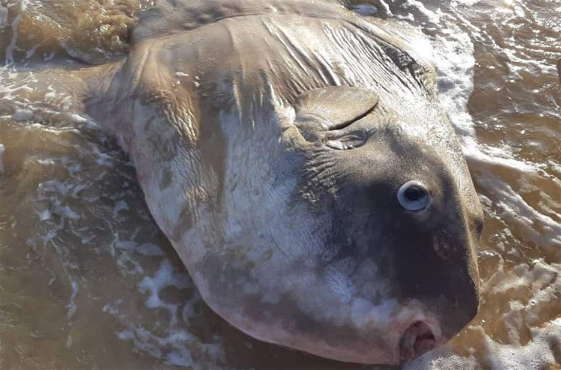 بالصور- سمكة ضخمة تظهر على الشاطئ... ظنّها البعض حطام سفينة!