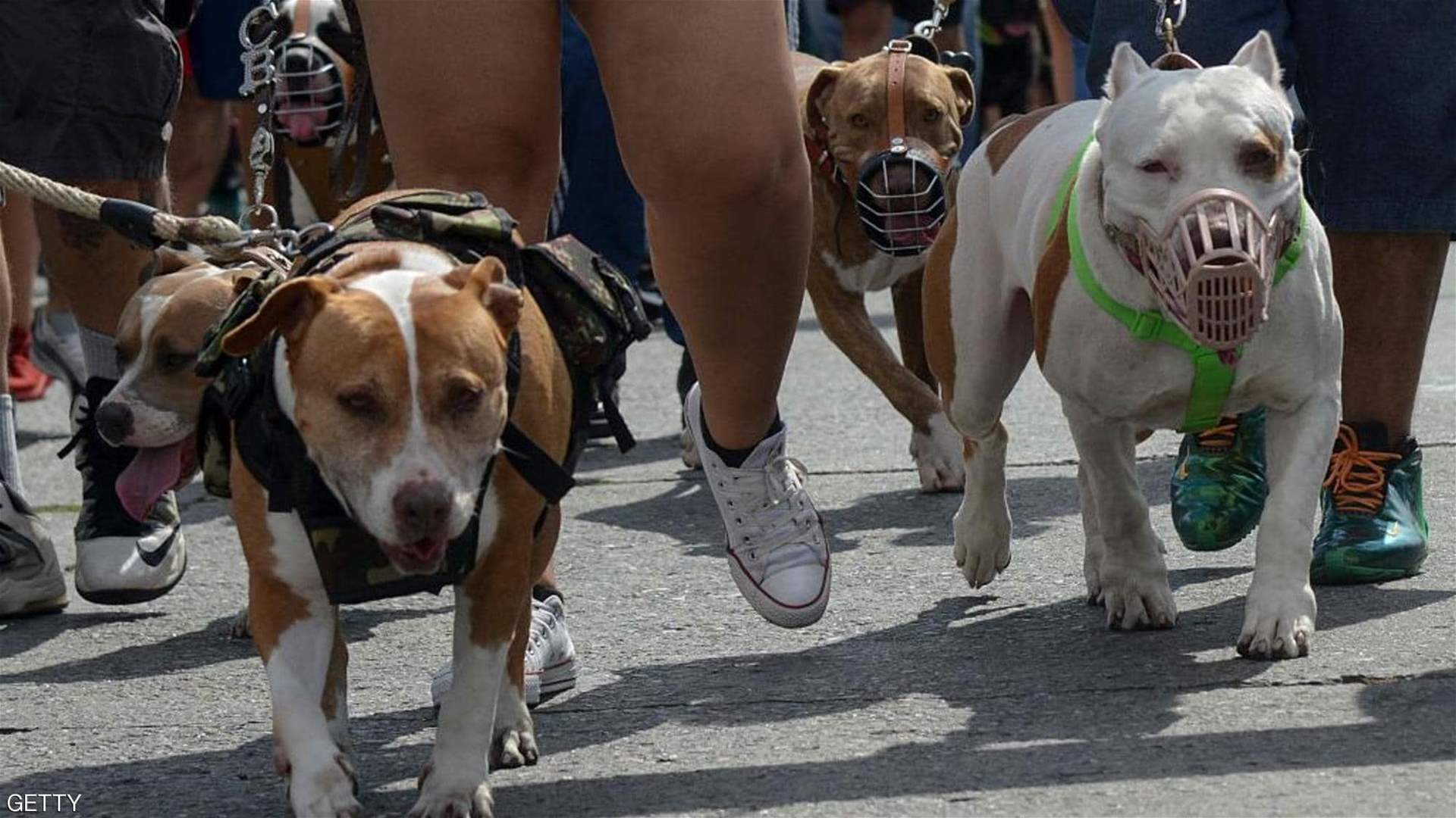 كلبان في فصيلة "بيتبول" يقتلان صاحبتهما!