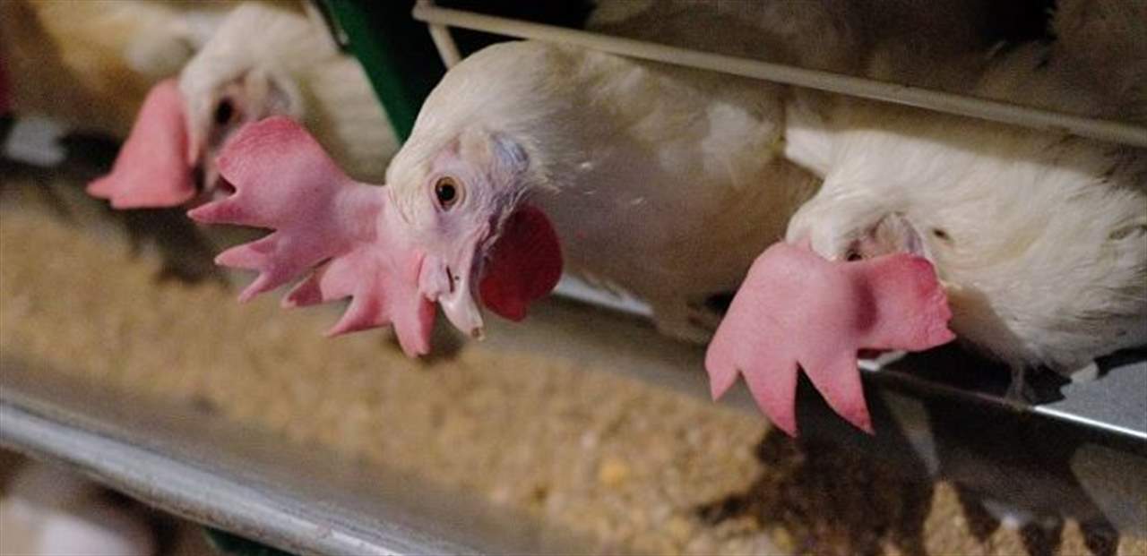 حقيقة صادمة... هكذا تصنع مرقة الدجاج!