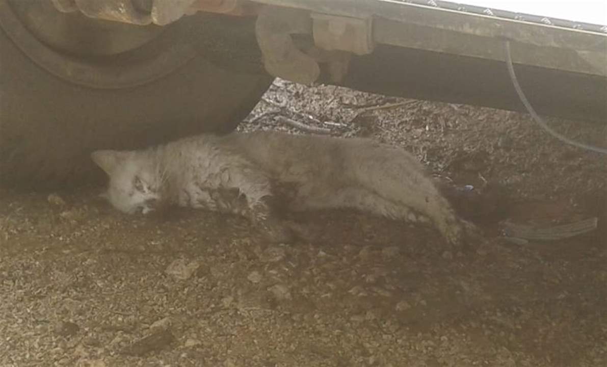 بالصور - تسميم كلاب وقطط في بلدة قرنايل