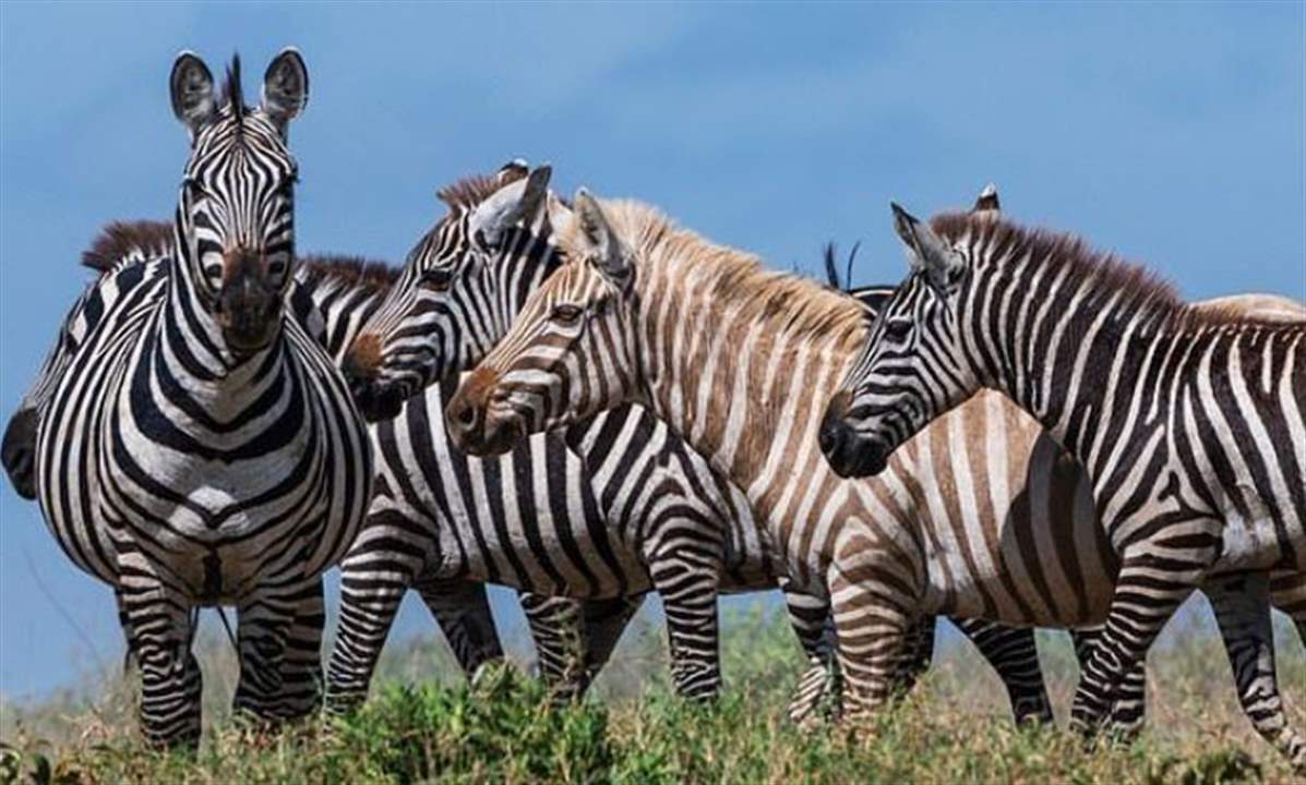 بالصور - رصد حمار وحشي "أشقر" للمرة الأولى في البرية! 