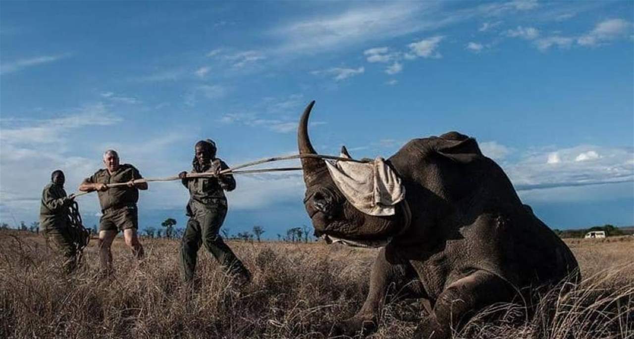 طارد وحيد قرن.. فلم يتبق منه سوى جمجمته وسرواله!