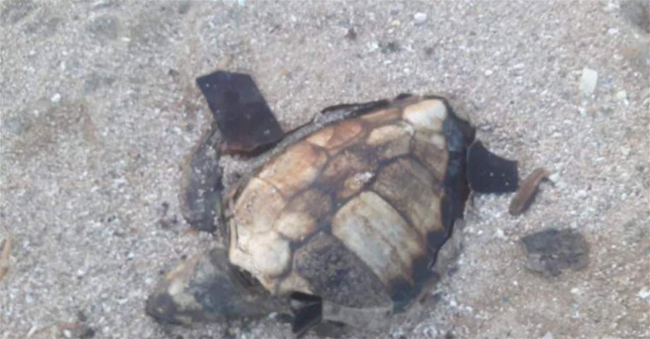 الجنوبيون الخضر: نفوق 3 سلاحف بحرية ودلافين في 10 أيام على شاطئ عدلون