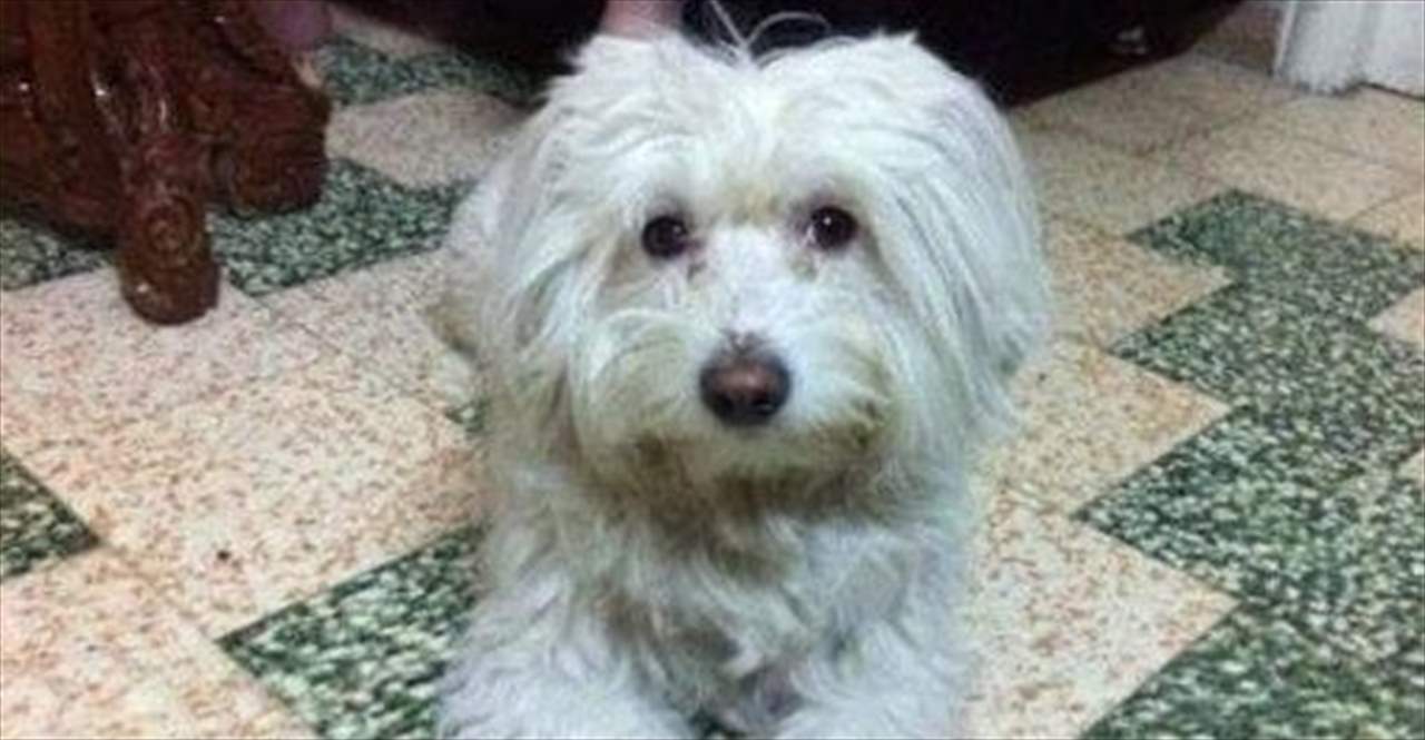 مكافأة مليون ليرة سورية لمن يجد هذا الكلب في دمشق!