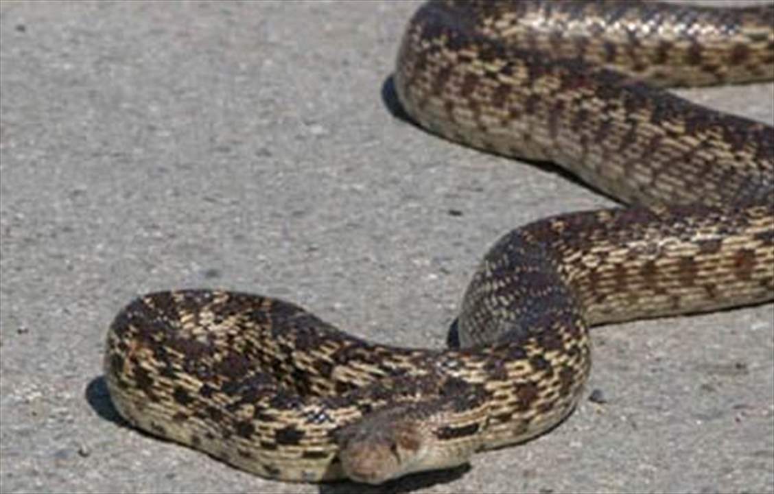 الثعابين تطرد رئيس دولة من مكتبه الرئاسي!