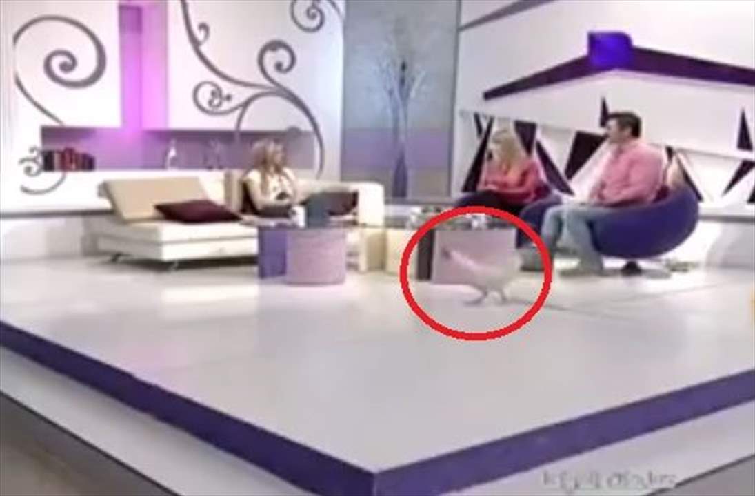بالفيديو- دجاجة تقتحم التلفزيون السوري وتثير نوبة من الضحك!