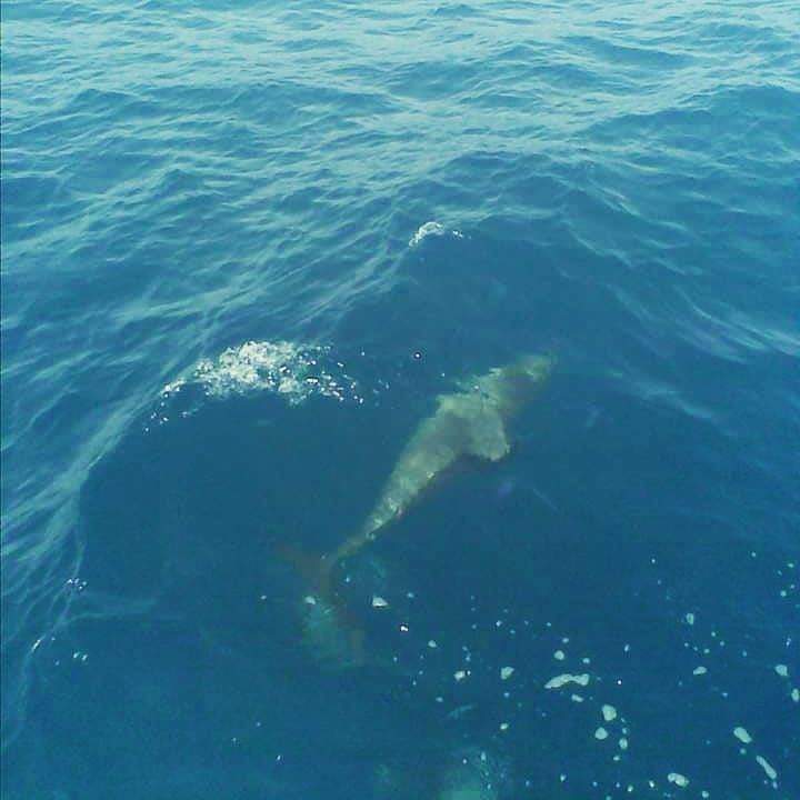 بالصور - مجموعة من الدلافين تظهر مقابل شاطئ الصرفند 