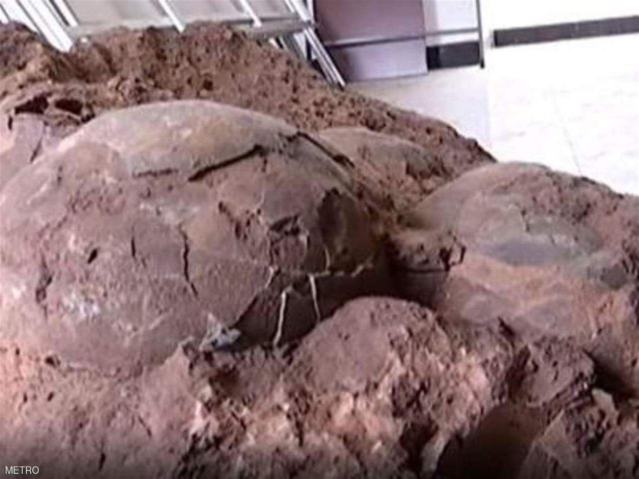 بالصور- خرجوا في نزهة وعادوا ببيض عمره 145 مليون سنة!