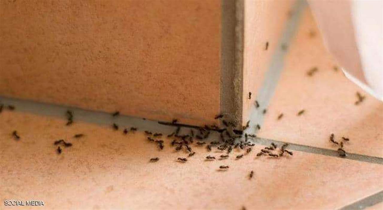 حيلة للتخلّص من "نمل البيت" بشكل نهائي!