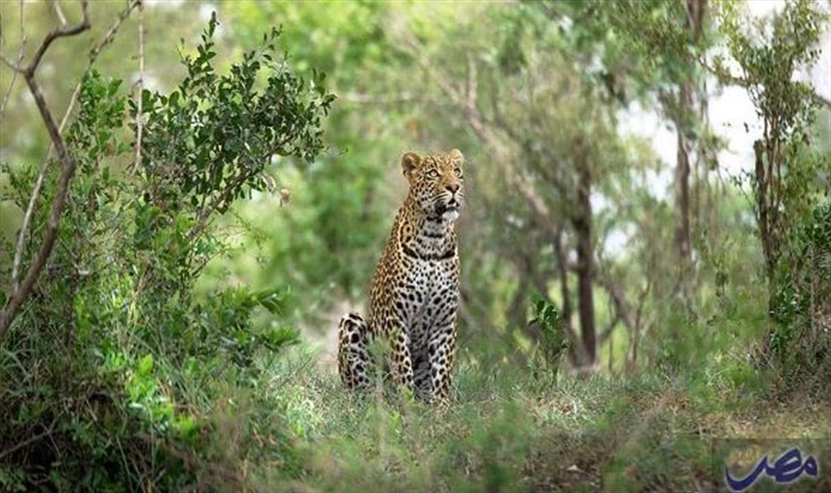 فهد يقتل طفلاً صغيراً في متنزه بجنوب إفريقيا