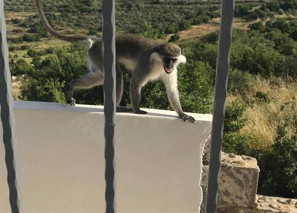 القرد "طشطوش" يعود إلى لبنان بوساطة دولية بعدما إخترق حدود فلسطين المحتلة وشغل العالم... هكذا تم القبض عليه!