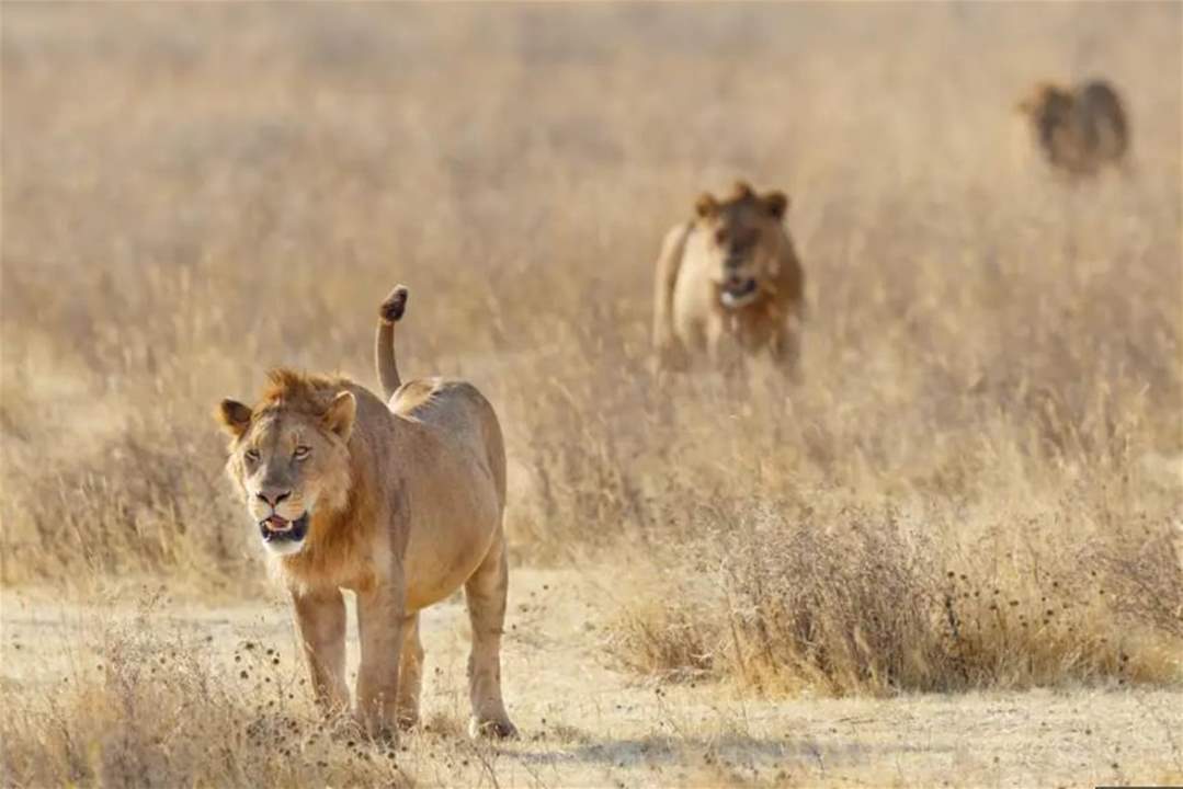 هروب 14 أسداً من محمية للحياة البرية.. والسلطات تحذّر السكان! 