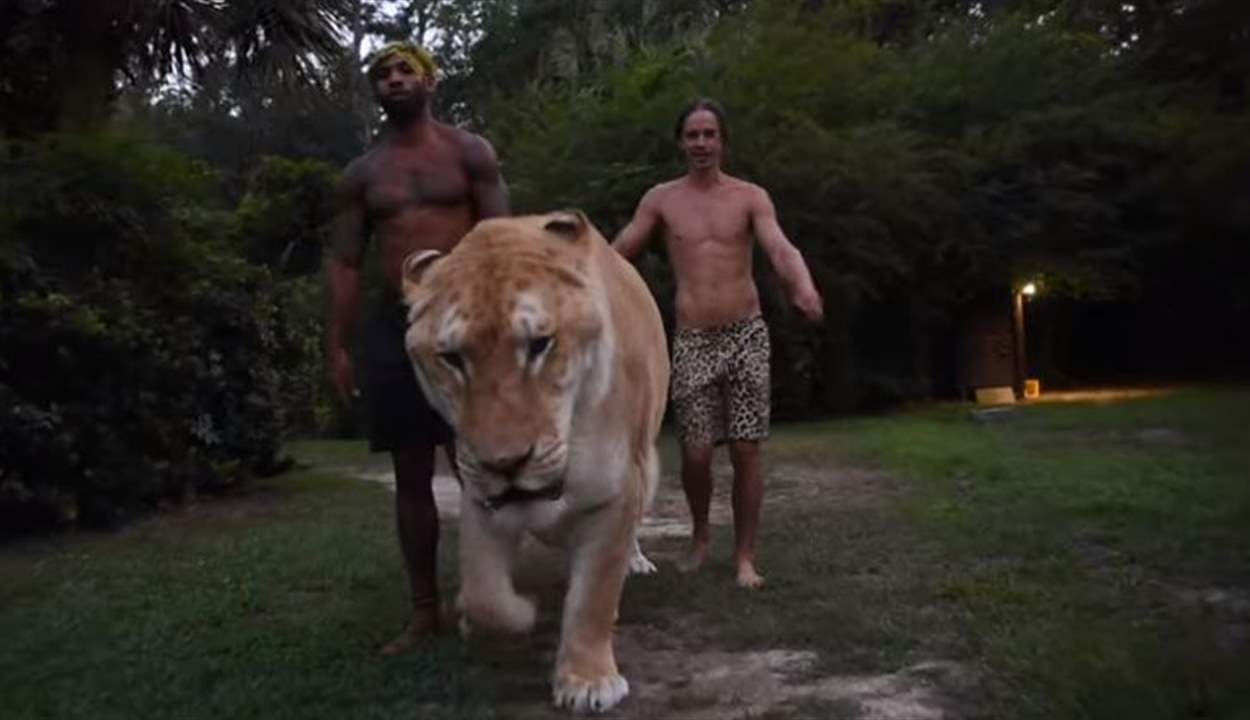بالفيديو- أضخم قط في العالم... نصف نمر ونصف أسد!
