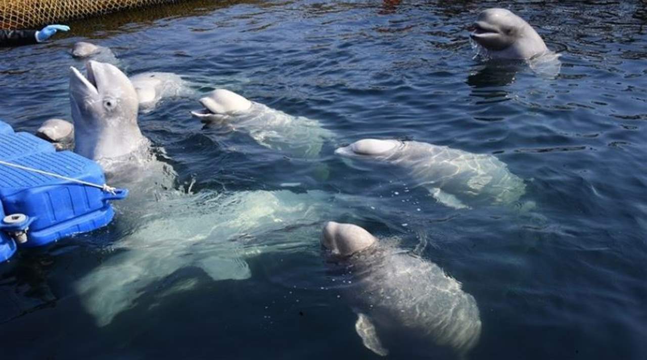 إطلاق سراح الحيتان من السجن في الشرق الأقصى الروسي