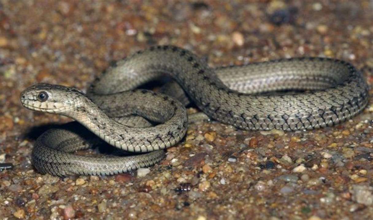 حقيقة ظهور أعداد وأنواع غير مسبوقة من الأفاعي في سوريا!