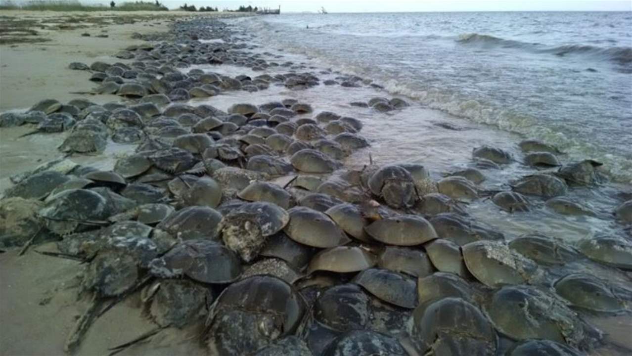 60 ألف دولار ثمن الغالون الواحد من دماء هذا الحيوان!