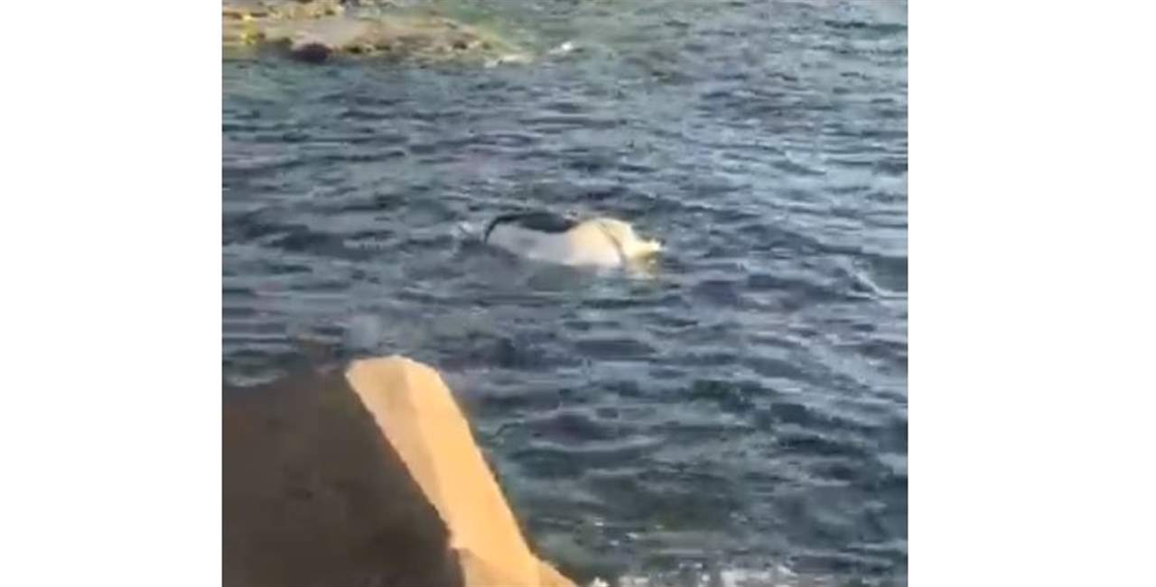 فيديو لبقرة نافقة قبالة كورنيش المنارة يجتاح مواقع التواصل... "مين رح يشيلها"؟