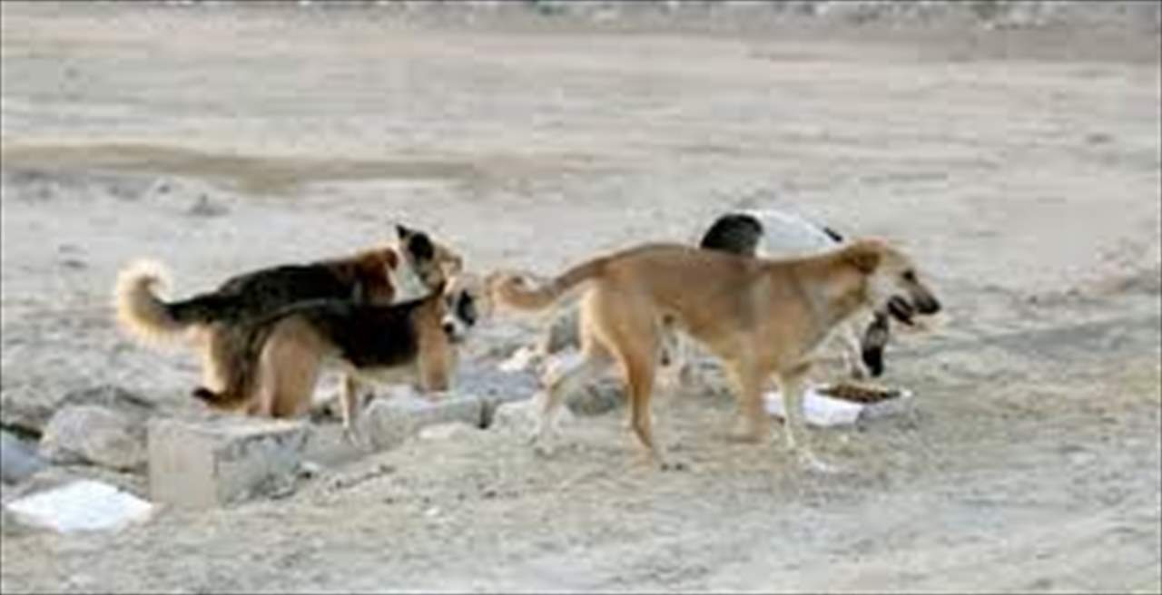 رعب في درعا بسبب الكلاب الشاردة!