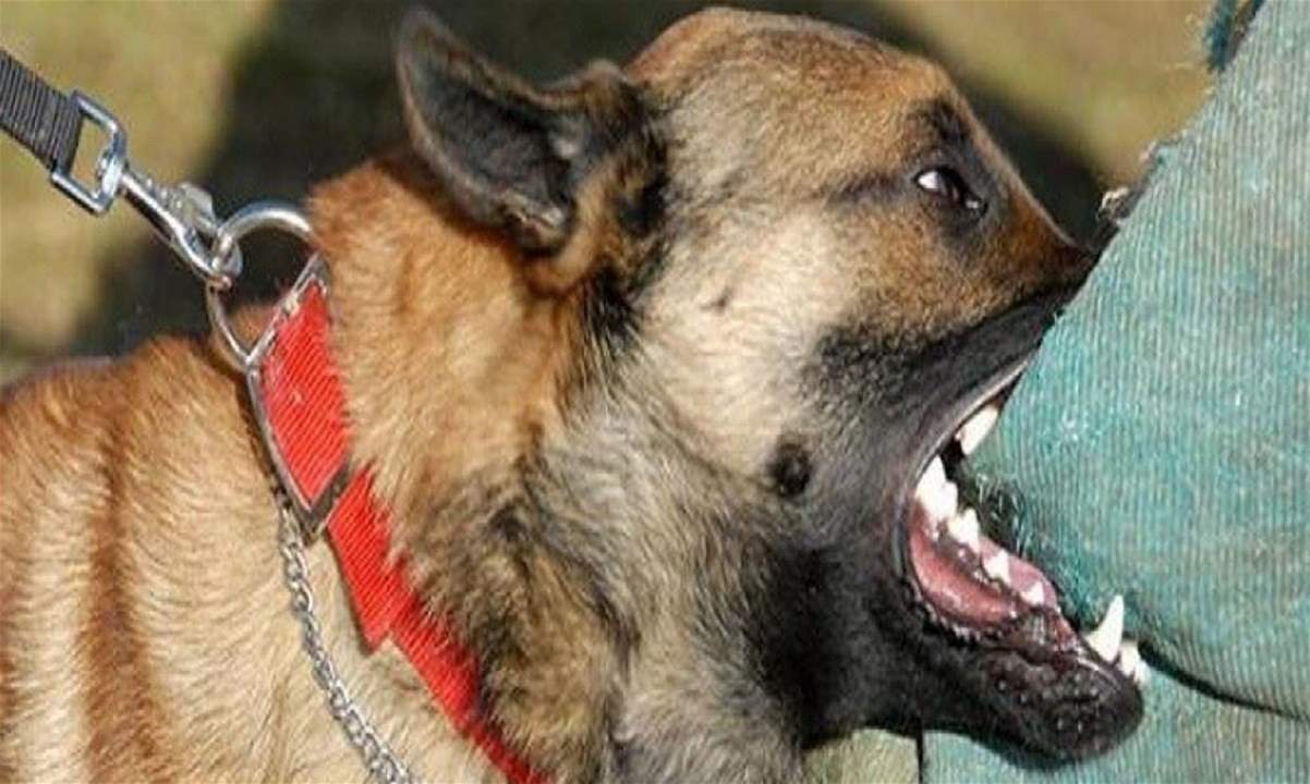 حادثة مروّعة... 15 كلباً تأكل صاحبها في منزله!