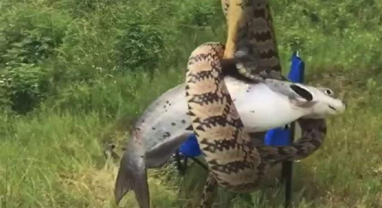 فيديو- رجل يصطاد ثعباناً ضخماً التفّ على سمكة حية!